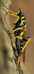 Xylomya maculata