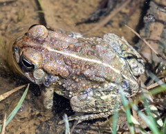 Anaxyrus fowleri