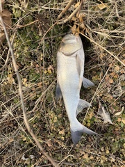 Hypophthalmichthys molitrix