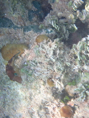 Canthigaster rostrata