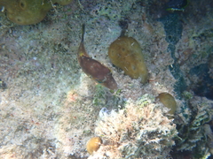 Canthigaster rostrata
