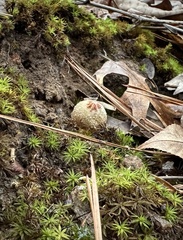 Calostoma