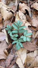 Hydrophyllum virginianum