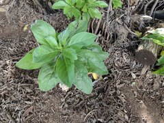 Heliotropium arboreum