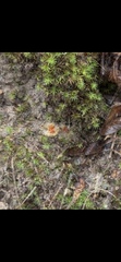 Calostoma