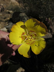 Calochortus concolor