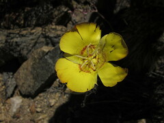 Calochortus concolor