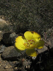Calochortus concolor