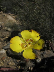 Calochortus concolor