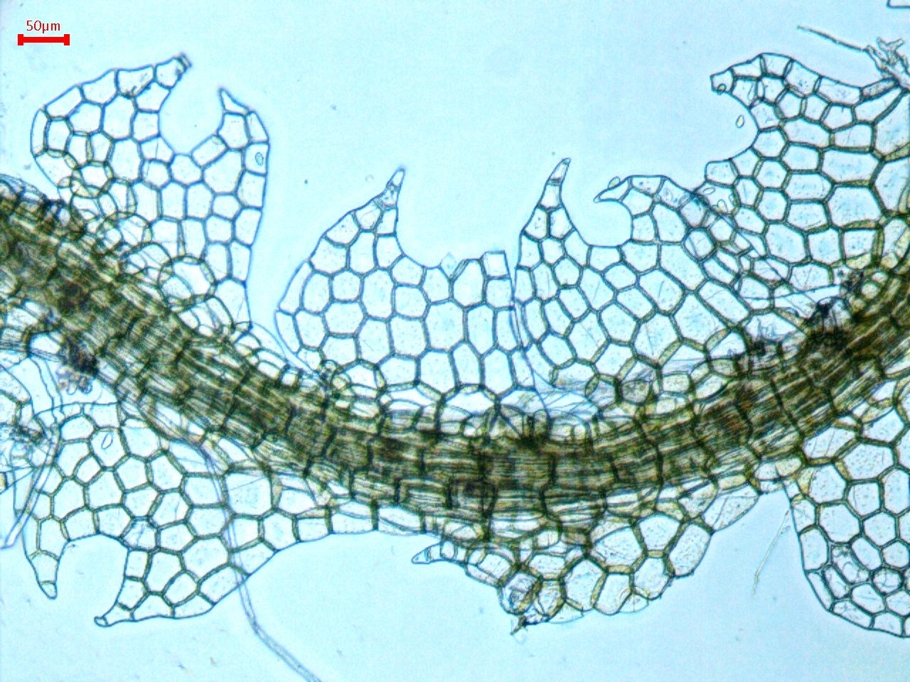 Cephaloziaceae