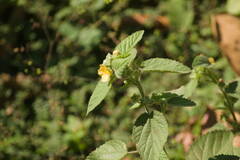 Malvastrum americanum