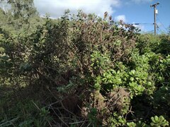 Pluchea carolinensis