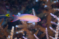 Pseudanthias hypselosoma