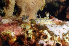 Hypselodoris kanga