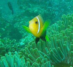 Amphiprion nigripes