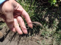 Bothriochloa bladhii