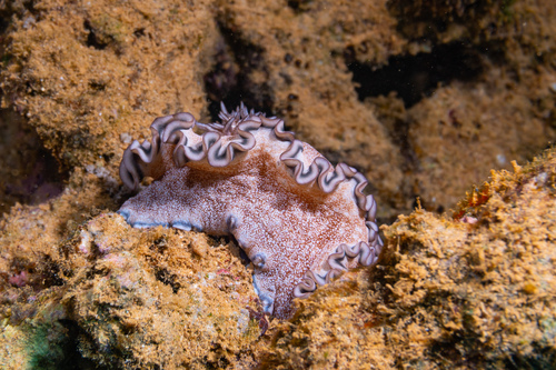 Brown-edge Glossodorid