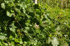 Canavalia cathartica