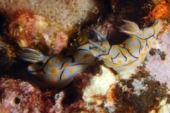 Hypselodoris kanga
