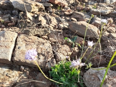 Jasione sessiliflora