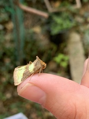 Diachrysia chrysitis