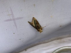 Diachrysia chrysitis