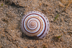 Architectonica