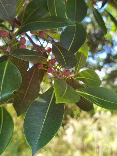 Jamaican cherry fig (Ficus americana)