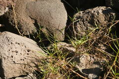 Paspalum vaginatum