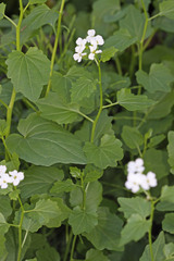 Cardamine cordifolia