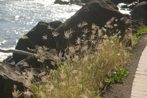 Chloris barbata iNat (3)