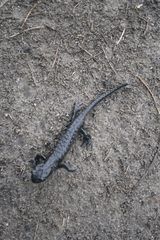 Salamandra atra