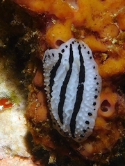 Phyllidiopsis phiphiensis