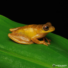 Dendropsophus minutus