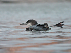 Gavia immer image