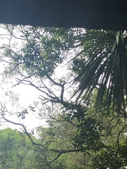 Eopsaltria australis