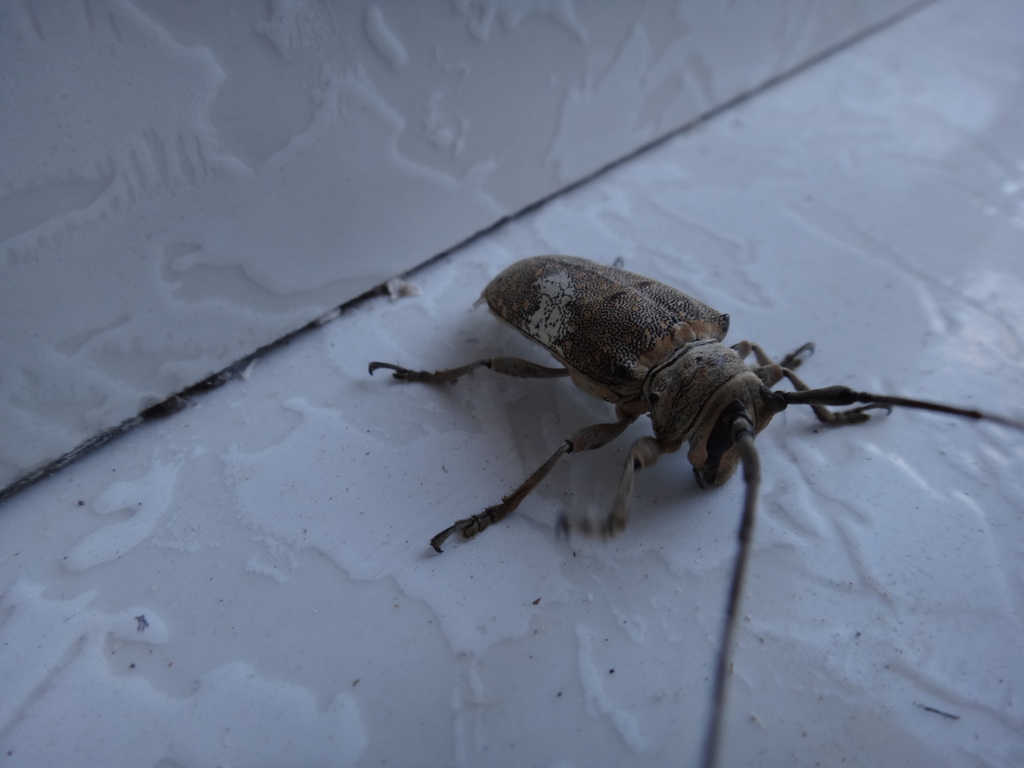 Lochmaeocles obliquatus