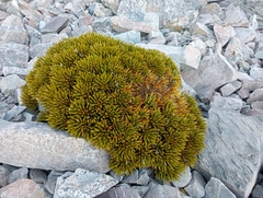 Aciphylla dobsonii