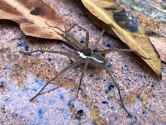 Dolomedes albicomus