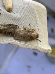 Xestia xanthographa