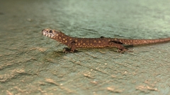 Lepidophyma flavimaculatum