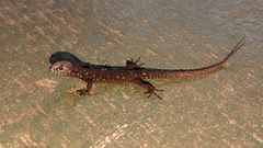Lepidophyma flavimaculatum