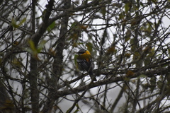 Spindalis dominicensis