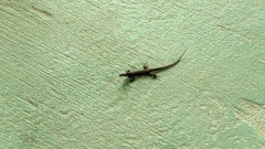Lepidophyma flavimaculatum