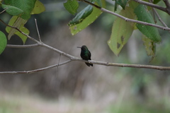 Riccordia swainsonii