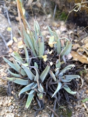 Dudleya saxosa collomiae