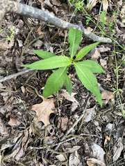 Asclepias perennis