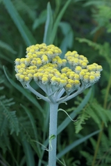 Helichrysum nudifolium