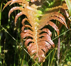 Blechnum novae-zelandiae