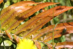 Blechnum novae-zelandiae